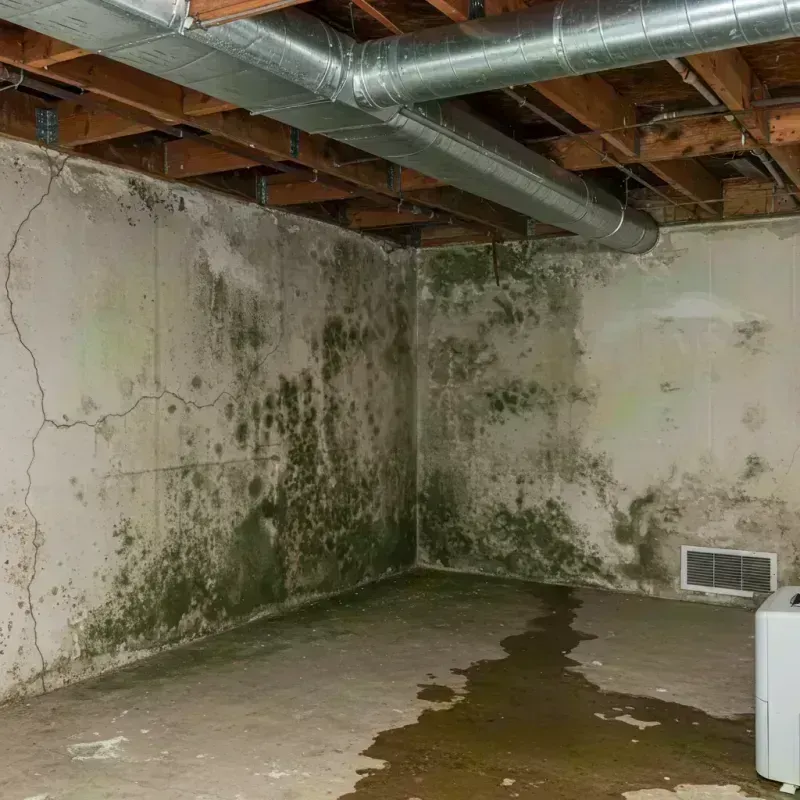 Professional Mold Removal in Osceola Mills, PA